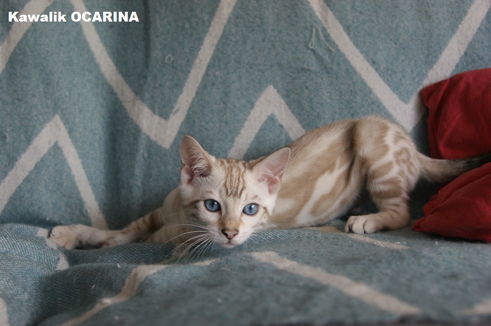 bengal kittens, KAWALIK BENGAL